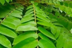 Obati Cacar Air dan Jerawat dengan Daun Belimbing