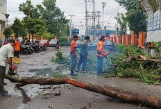 Dahan Pohon Timpa Kabel PLN, Ribuan Rumah Pelanggan Gelap Gulita