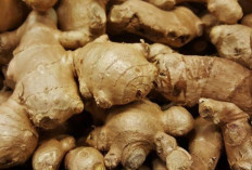 Redakan Nyeri dan Mual dengan Jahe