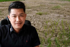 Petani Padi di Ogan Ilir Terancam Gagal Panen Akibat Kekeringan, Kadin Pertanian OI Engan Ditemui
