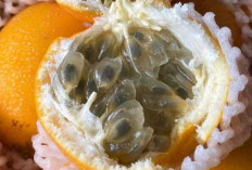 Buah Markisa Dapat Menyehatkan Pencernaan dan Mata