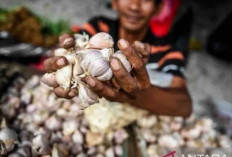 Harga Pangan 10 November 2024 : Bawang Putih Mencapai Rp40.810 per Kilogram ! 