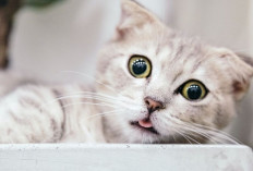 Cara Merawat Kucing dengan Benar Agar Sehat, Aktif, dan Berumur Panjang