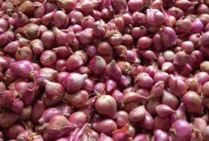 Bawang Merah Dapat Mencegah Prostat dan Mengobati Infeksi Kulit