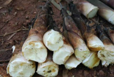Lancarkan Siklus Haid dan Hilangkan Rasa Nyeri dengan Rebung Bambu