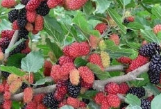 Kaya Antioksidan, Daun Murbei Tawarkan Beragam Manfaat Kesehatan