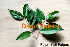 Manfaat Daun Salam: Tanaman Herbal Andal dari Indonesia Mampu Atasi 13 Penyakit Ini, Begini Cara Mengolahnya !