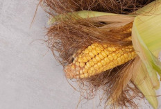  Obati Batu Empedu dan Batu Ginjal dengan Rambut Jagung