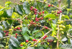 Kopi: Menyajikan Ragam Rasa dari Setiap Sudut Dunia