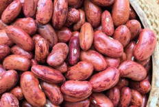 Kacang Merah Dapat Meningkatkan Kekebalan Tubuh