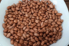 Kacang Tanah : Si Kecil Penuh Manfaat yang Semakin Dilirik Sebagai Komoditas Unggulan
