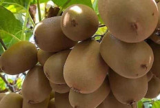 Jangan Dibuang! Kulit Buah Kiwi Ternyata Dapat Menyehatkan Kulit  dan Melancarkan Pencernaan