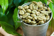 Kurangi Lemak Tubuh dan Kolesterol Jahat dengan Kopi Hijau