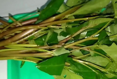 Redakan Nyeri Haid dan Tukak Lambung dengan Kangkung Merah