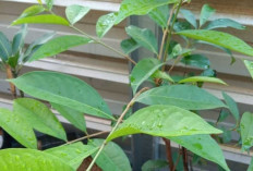 Rahasia Aroma Masakan Lebaran, Daun Salam Tetap Jadi Andalan di Dapur Nusantara