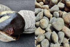 Atasi Infeksi Bakteri dan Jamur  serta Asam Urat dengan Kluwek