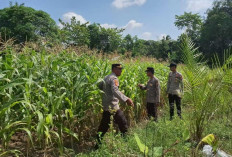 Polsek Pemulutan Dukung Ketahanan Pangan : Tebar Pupuk untuk Tanaman Jagung Unggul di Desa Tanjung Pasir