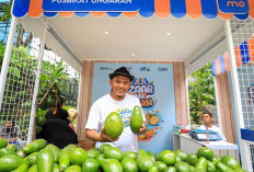 Berkat Program Pemberdayaan BRI Klasterku Hidupku, Petani Ini Berhasil Kembangkan Budidaya Alpukat  