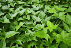 Obati Asam Lambung dengan Daun Ubi Jalar