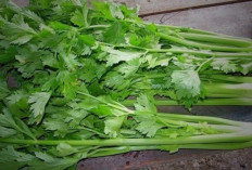 Perbaiki Fungsi Hati dan Ginjal dengan Seledri Jepang
