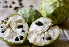 Srikaya, Buah Tropis Kaya Manfaat: Dari Pencernaan hingga Kesehatan Otak