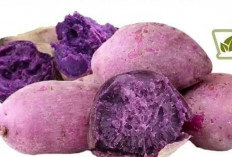 Khasiat Ubi Ungu, Si Manis Kaya Nutrisi yang Menyehatkan Tubuh
