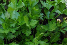 Daun Seledri: Pelengkap Sederhana yang Menguatkan Cita Rasa Masakan