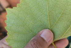 Obati Radang Gusi, Sakit Gigi, dan Bau Mulut dengan Daun Anggur