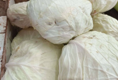 Cegah Katarak dengan Sayur Kubis Mentah