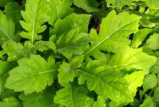 Manfaat Daun Dewa (Gynura procumbens) untuk Kesehatan dan Kecantikan: Tanaman Legendaris yang Semakin Dikenal