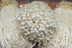 Manfaat Kesehatan dan Peningkatan Popularitas Jamur Enoki di Indonesia