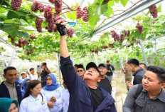 Apresiasi Kebun Anggur Viral di Tulung Selapan, Gubernur Herman Deru Dorong Jadi Wisata Edukasi