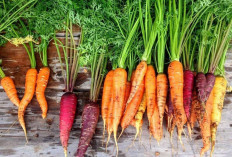 Jaga Kesehatan Tulang dengan Daun Wortel