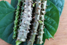 Atasi Penyakit Kuning dengan Brotowali