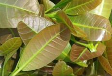 Atasi Radang Mulut, Rematik dan Nyeri Sendi dengan Daun Jambu Monyet