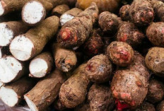  Turunkan dan Stabilkan Tekanan Darah dengan Umbi Talas