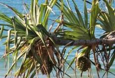 Atasi Nyeri Dada dan Nyeri Sendi Dengan Daun Pandan Laut