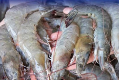Permintaan Udang Vaname Meningkat, Petambak Panen Keuntungan
