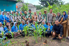 KWT Merpati Muara Dua Sukses Tingkatkan Ekonomi Keluarga Lewat Kebun Mandiri