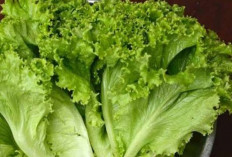 Jaga Kesehatan Tulang dan Mata dengan Daun Selada 