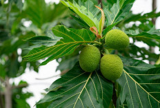 Obati Penyakit Ginjal dan Redakan   Asam Urat dengan Teh Daun Sukun