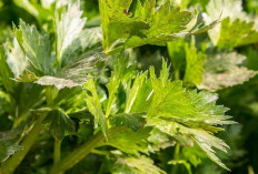 Cegah Osteoporosis dan Radang Sendi dengan Daun Seledri 