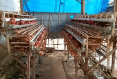 Hal yang Wajib Dipahami Sebelum Ternak Ayam Petelur, Pemilihan Bibit Jadi Kunci Utama