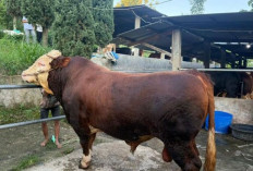 Prabowo Tebar 1.098 Sapi Kurban 