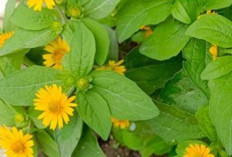 Obati Borok, Luka dan Malaria dengan Daun Bunga Matahari