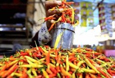 Harga Pangan 25 April 2025 : Cabai Rawit Merah Capai Rp73 Ribu, Telur Ayam Sentuh Rp29 Ribu per Kilogram !