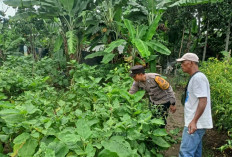 Dukung Ketahanan Pangan : Warga Desa Tanjung Jati Tanam Terong !