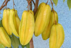 Khasiat dan Popularitas Buah Belimbing : Buah Segar yang Kaya Manfaat