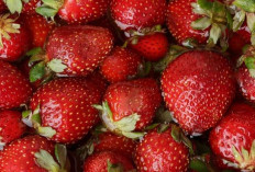 Apa Saja Varietas Strawberry Populer? Temukan Rasa Favorit Anda