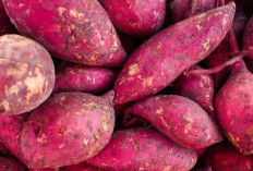 Jaga Kesehatan, Gigi, Gusi dan Kulit dengan Ubi Alabio